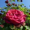 Rose LA BELLE ALSACIENNE (2000)