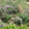tout le long du parcours (au mois de mai), les cistes sont couverts de fleurs...