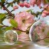 Bulles