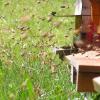Abeilles à l'entrée de la ruche