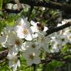 Abeille butinant