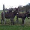 nos petits copains