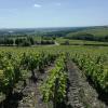 Les vignes à perte de vue qui entourent le village de sancerre