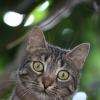 photo animaliere