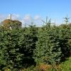 Sapins nordmann dans leur parcelle