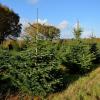 Sapins grandis
