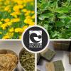 Savon aux plantes locales : Ortie et Pissenlit