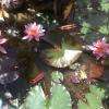 Le bassin aux lotus