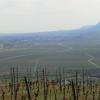 Vue sur les coteaux de Sigolsheim