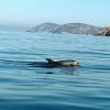 DAUPHINS