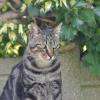 visites à domicile chat