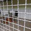 les enclos réservés aux chiens sont d'une grande propreté 