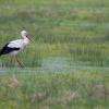 Cigogne blanche Charente-Maritime