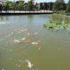 Alimentation des carpes