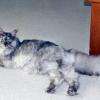 MYLLA chaton Maine Coon 1an.