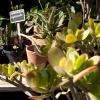 Nous produisons des plantes adaptées au sols méditerranéens, nos conseils vous aiderons pour embellir votre jardin ou vos balcons ! 