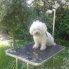 Dax bichon frisé