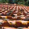 Toiture Services Gironde