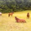 Un moment de repos dans les prés de Tournon autour du Cheval.