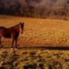 Un petit matin d'automne à Tournon autour du Cheval.