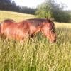 J'adore les bains d'herbe !