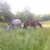 Nous, on préfère l'herbe plus courte !