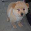 spitz en coupe ciseaux
