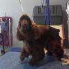 notre Choco