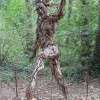 Génie de la forêt Bruno Lemée