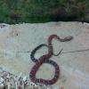 Pantherophis guttatus "scaleless"