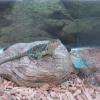 crotaphytus colaris