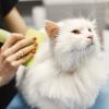 Truffes et Compagnie : Toilettage à domicile pour chiens, chats et NACS