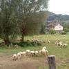 Moutons dans la plaine de Tullins