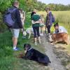 Un Chien Au Poil - Educateur et comportementaliste canin à Château-Gontier-sur-Mayenne et ses alentours