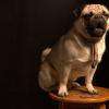 Uno , le carlin mascotte du bar 