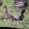 Canard Colvert - Elevage Vanneau Delepine à Neung sur Beuvron (41)