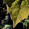 La Menthe Botanics - Vaponaute
Le dernier de la gamme Botanics par Vaponaute est La Menthe. Pour vous la décrire précisément c'est une saveur fraîche & complexe ! Vous allez découvrir à chaque bouffée sur votre atomiseur des notes de menthol, chlorophylle, ainsi que de la menthe verte, et aussi poivrée dans un accord parfait de subtilité ! Petit détail qui a son importance pour une vape magnifiée Vaponaute vous rappelle que pour apprécier toutes les subtilités de leurs arômes des produits issus de la gamme Botanics, il est recommandé de laisser reposer vos flacons quelques jours bouchon ouvert et à l'abri de la lumière.