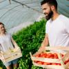 Légumes frais de producteurs locaux, Vergers de Cormeilles, Cormeilles en Parisis près d'Argenteuil (95)
