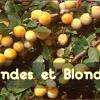 Mirabelles produites dans nos vergers