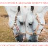 Kinésiologie Sportive Equine