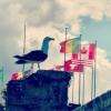 Mouette cosmopolite