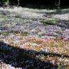 tapis de cyclamens dans le parc de la Péraudière