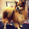 Spitz brossage et bain 