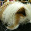 cochon d'inde brossage coupe et bain 