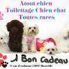 vous pouvez offrir un bon cadeau pour un toilettage bien-être. plus d'info appeler virginie 