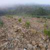 Croissance vigne