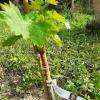 Plants de vigne en racines nues