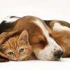 Soins, gardiennage et promenades des animaux dans son milieu habituel