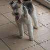 nino fox terrier