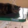 toilettage des chats
